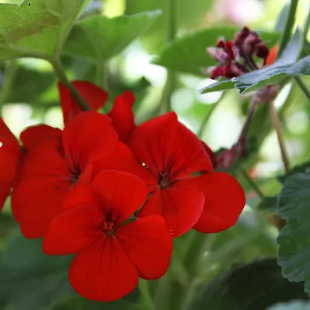 By The Sea Pomena, Mljet - 4929 Pensjonat