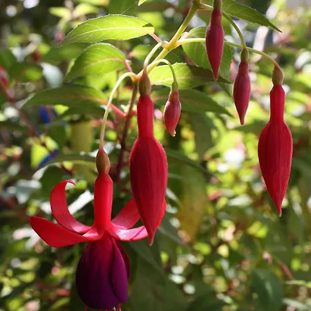 By The Sea Pomena, Mljet - 4929 Pensjonat