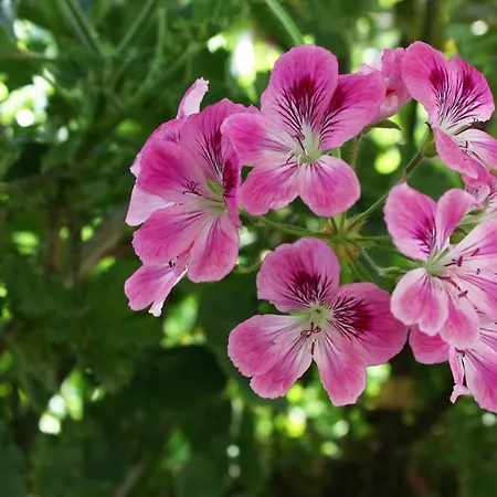 By The Sea Pomena, Mljet - 4929 Pomena