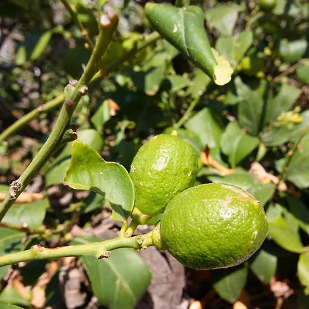 By The Sea Pomena, Mljet - 4929 Maison d'hôtes Pomena